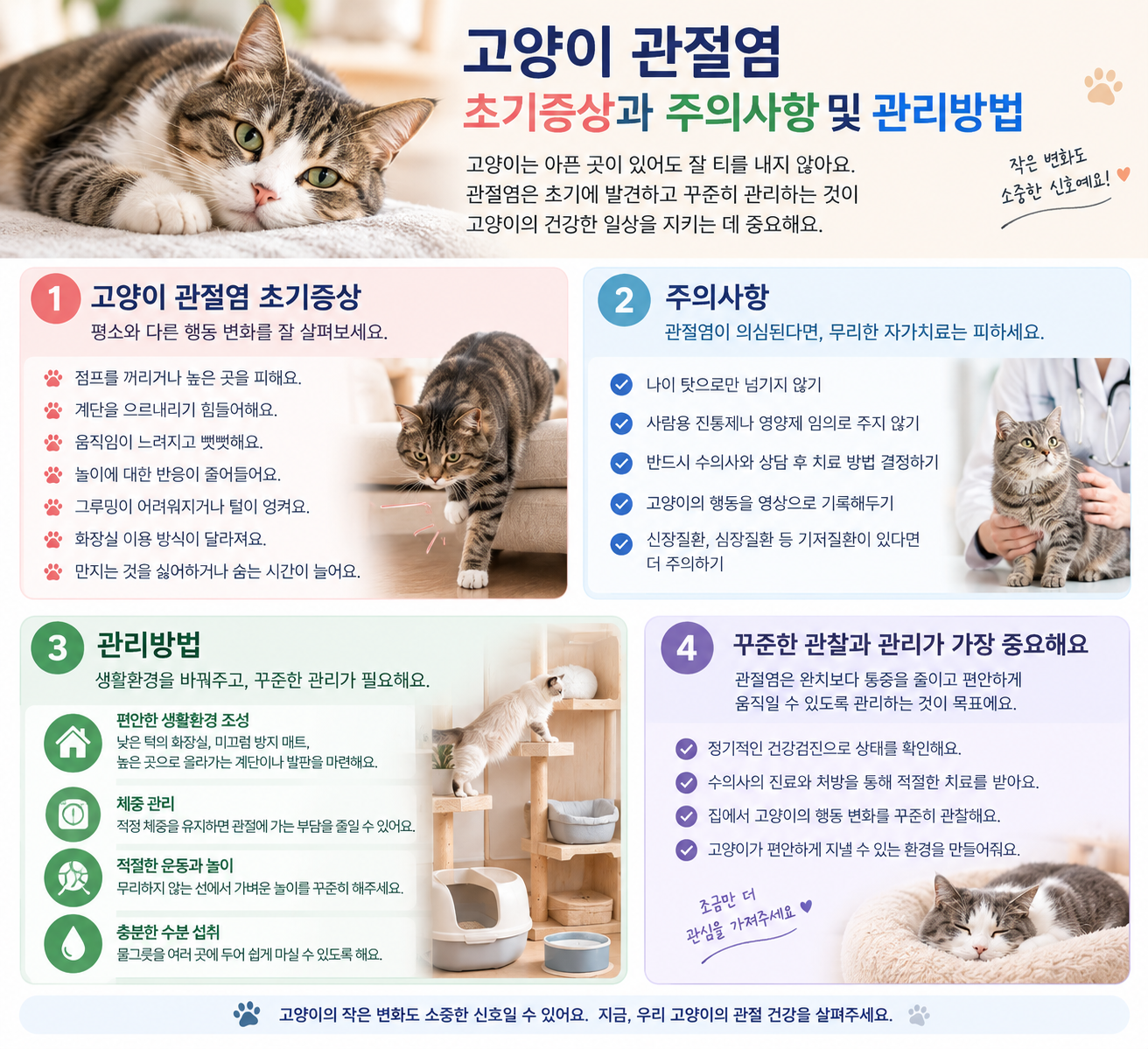 고양이 관절염 초기증상과 주의사항 및 관리방법