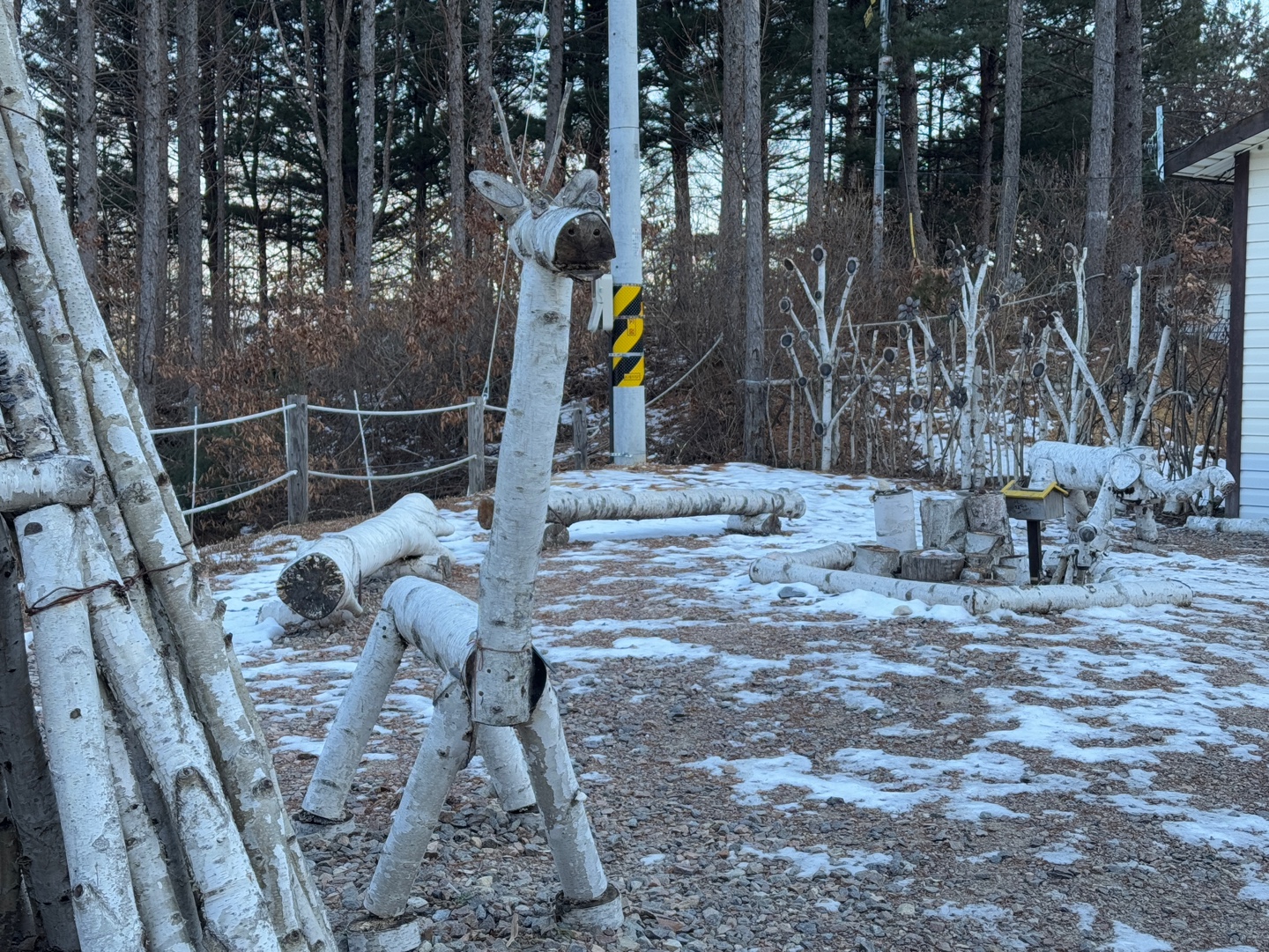 인제 자작나무숲