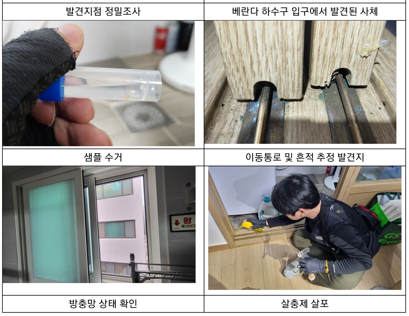 마른나무 흰개미