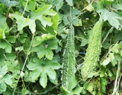 여주 재배 그늘 관리 수분 공급 여름 고온 대책_2