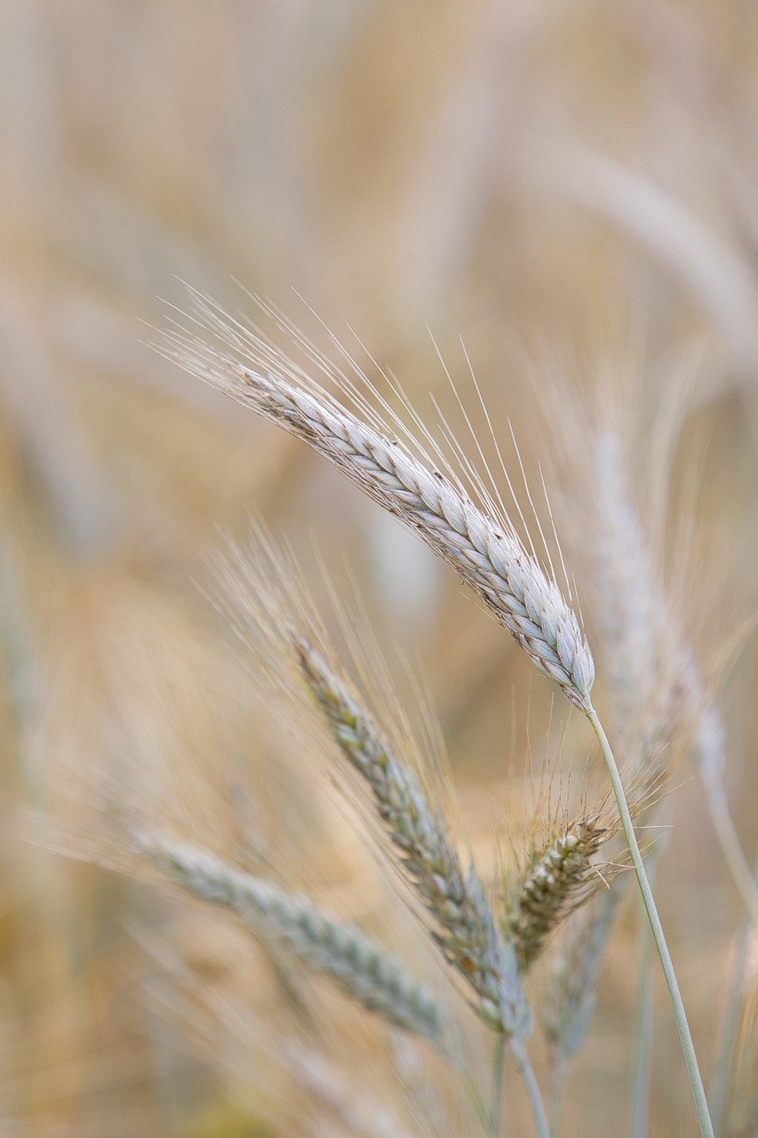 배우자 사망 후 농지연금 계약, 단독 명의로 변경할 수 있을까
