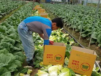 쌈배추 재배 속 차게 키우기 시비 타이밍 통풍 관리_29