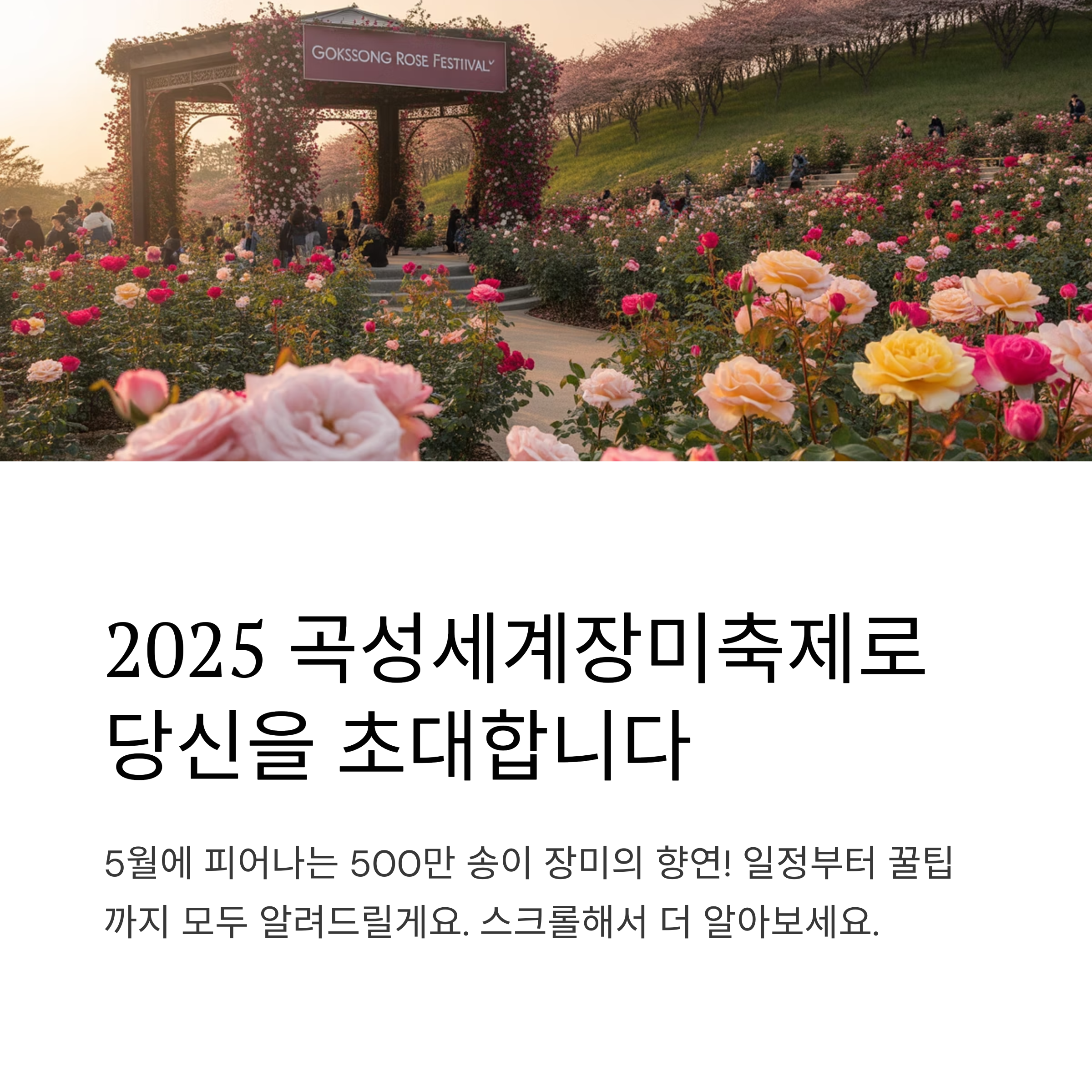 2025 곡성세계장미축제, 로맨틱함의 절정을 만나다!