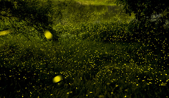 2025 괴산 빨간맛 페스티벌