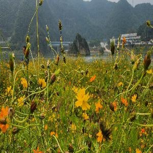 단양 도담정원 황화 코스모스