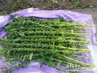 참깨 재배 돌려짓기 도복 방지 탈립 주의_8