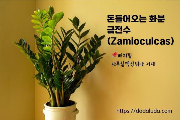 돈들어오는 화분 10가지 배치팁