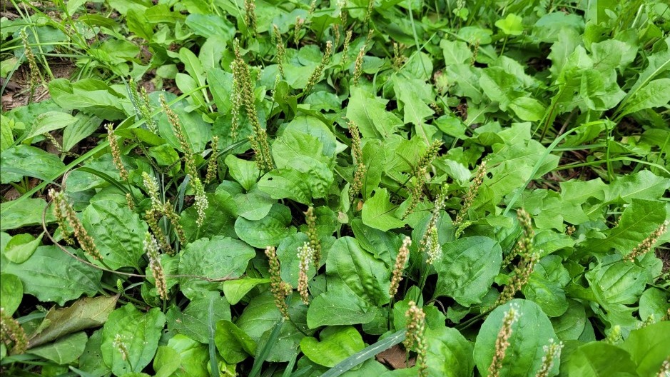 주변에서 흔하게 볼 수 있는 질경이 풀의 잎과 열매를 찍은 사진 - 소양인(少陽人)에게 맞는 음식
