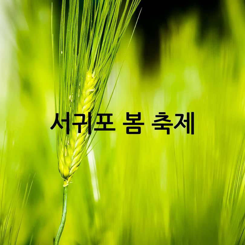 가파도 청보리축제