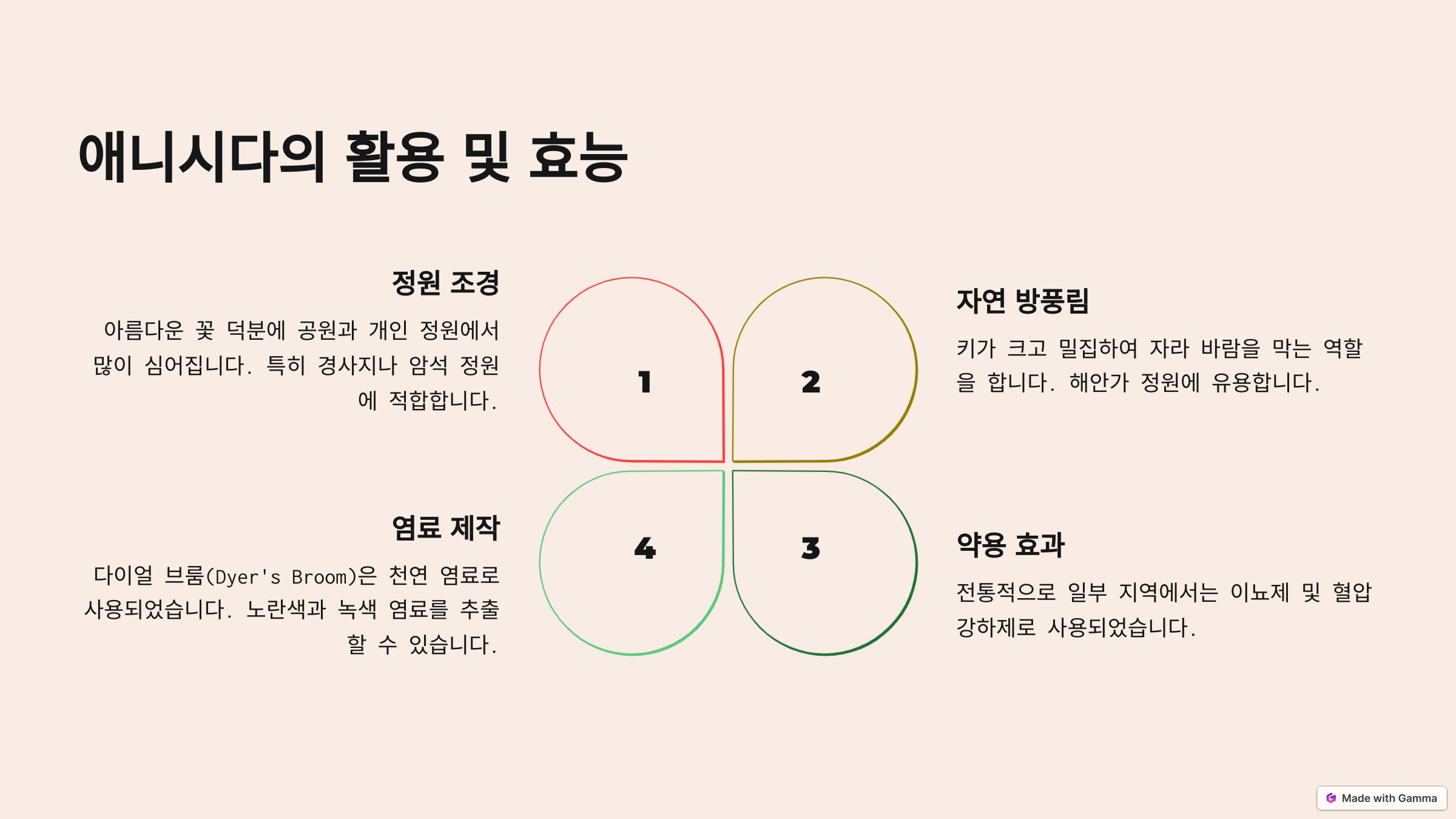 애니시다(금작화)