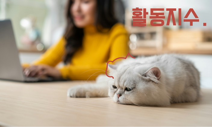 고양이-사료
