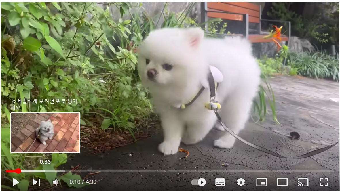 시원한 아이스 동굴 만들어 줬더니 힐링 제대로 하는 강아지