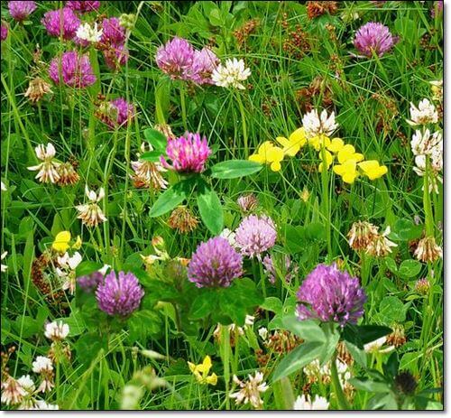 야생 레드 클로버