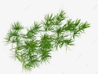 솔잎 효능수확기솔잎 효소 만드는법솔잎차세척활용법보관법까지_10