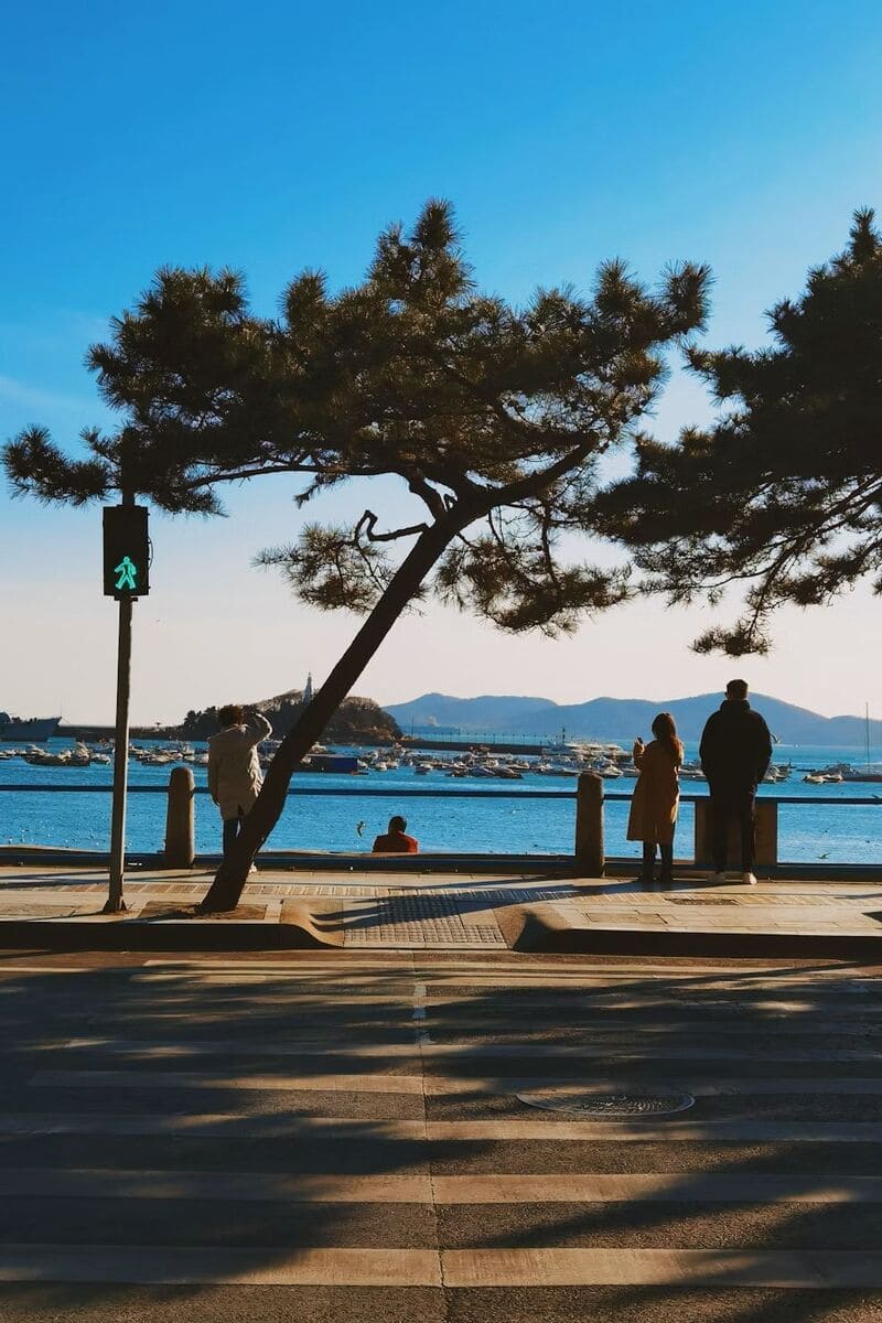 칭다오 해변 도로에서 바다를 바라보는 사람들과 소나무 그림자가 어우러진 장면