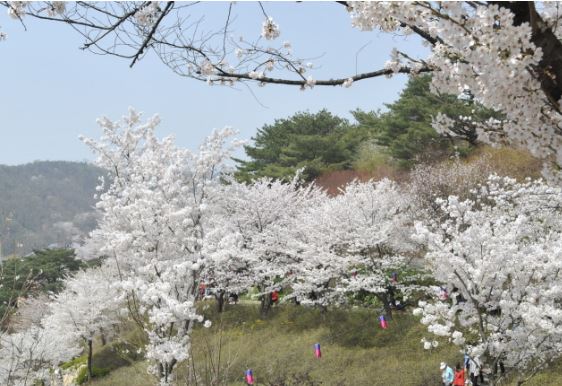서대문 벚꽃