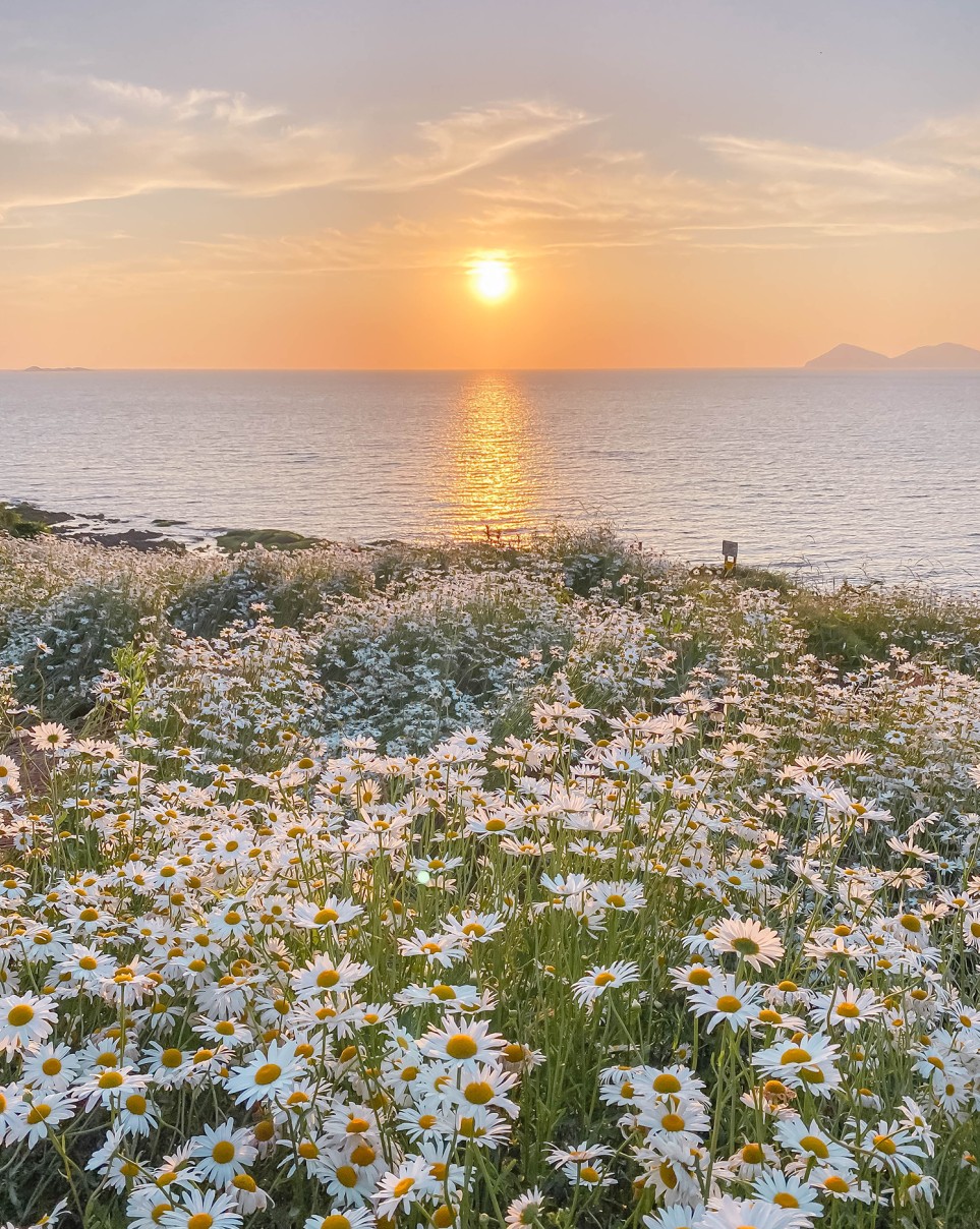 부안-샤스타데이지-사진