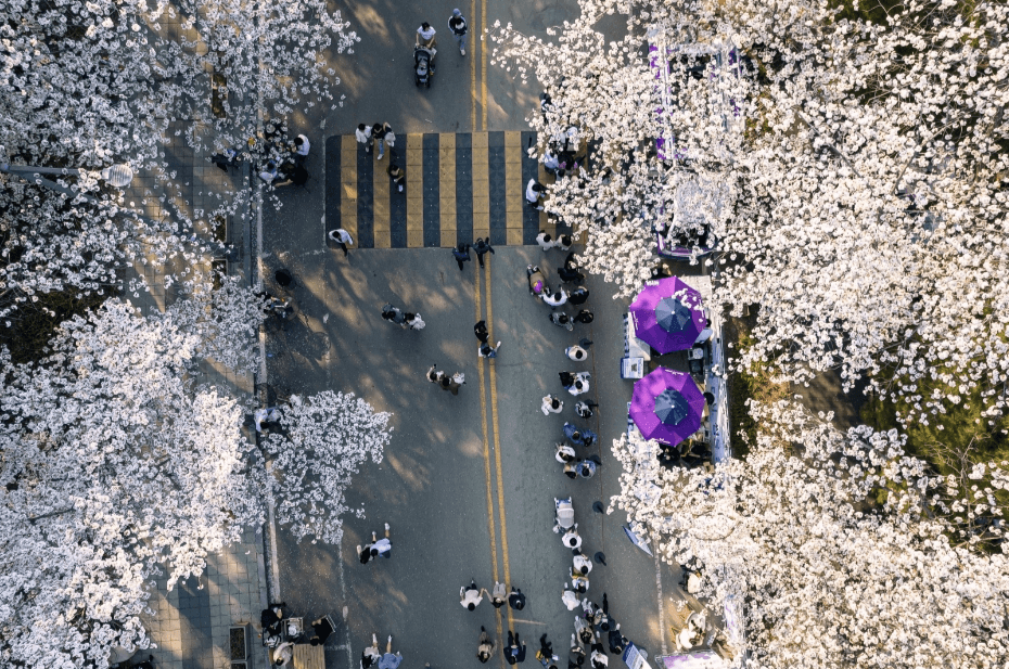 렛츠런파크 서울 벚꽃축제