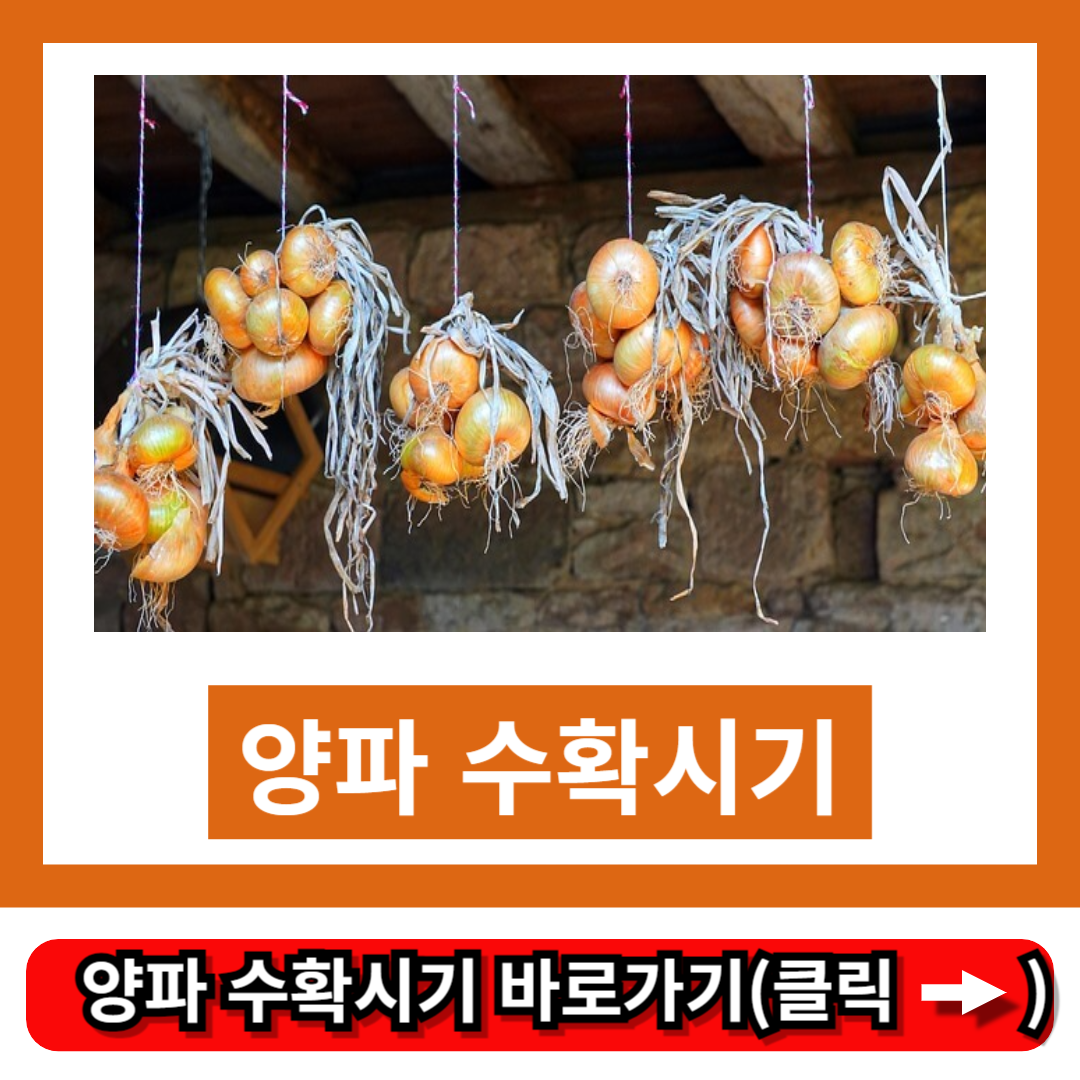 양파 수확시기