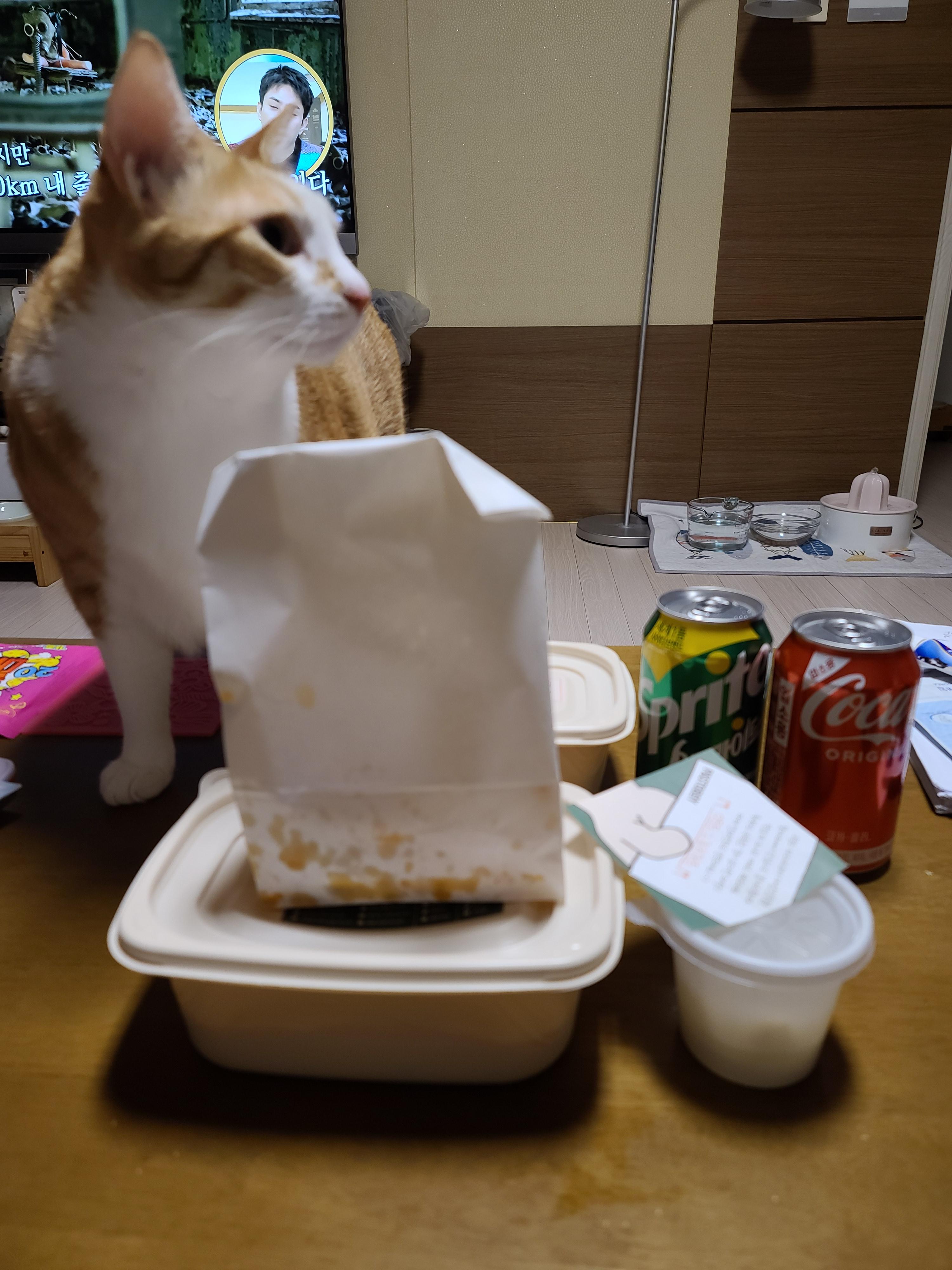 고양이 장난감의 기본! 오뎅꼬치를 샀다. 아홉마리고양이들의 오뎅꼬치 사냥.