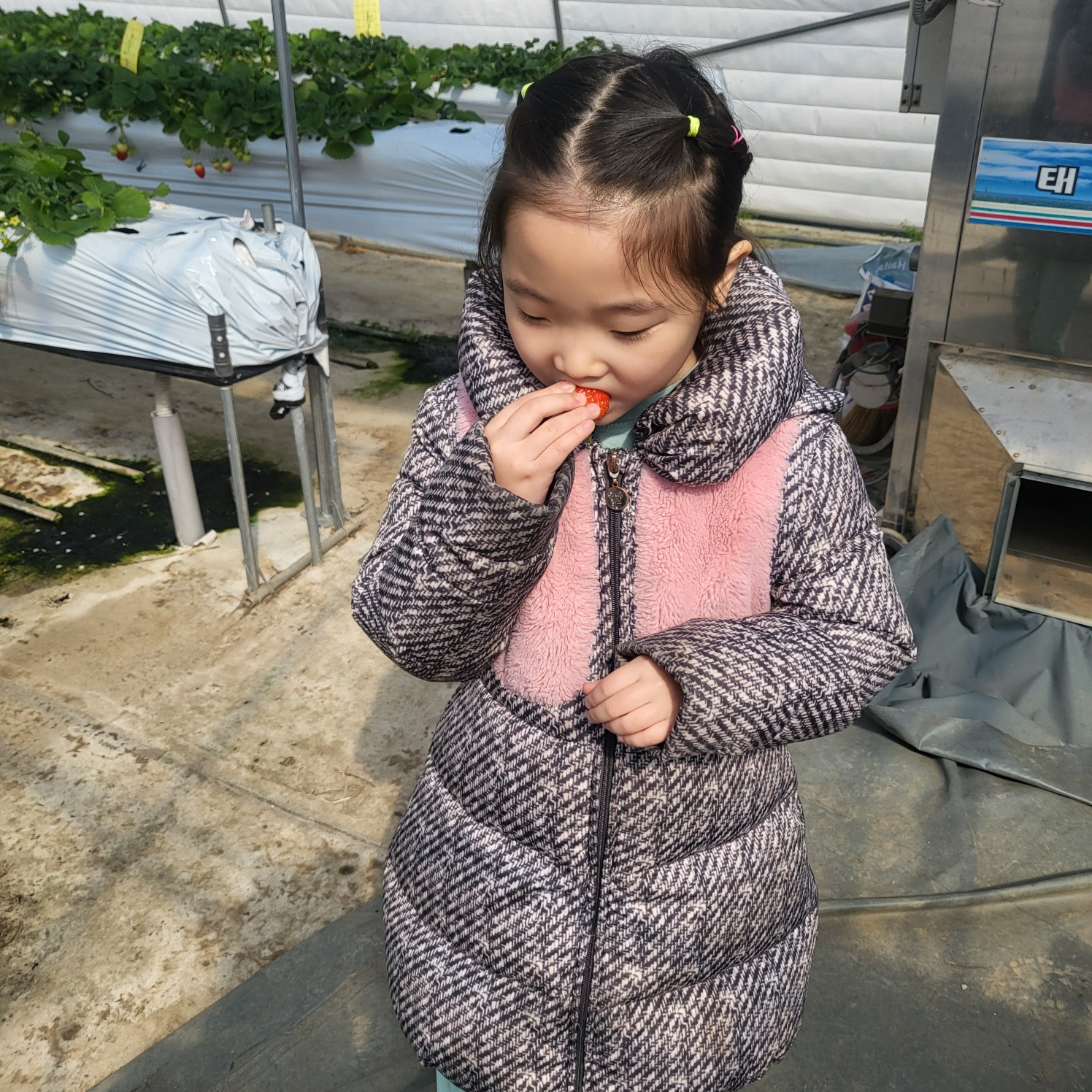 청주 딸기 체험&amp;#44; 딸기 케이크 만들기 (가산딸기 강추!!)