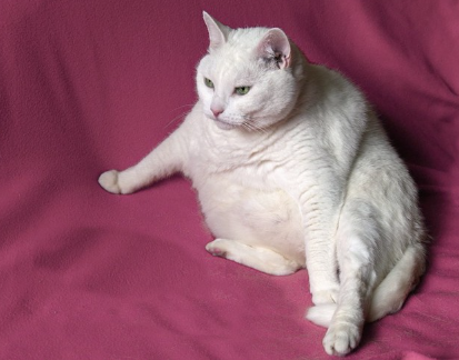 비만한 고양이.