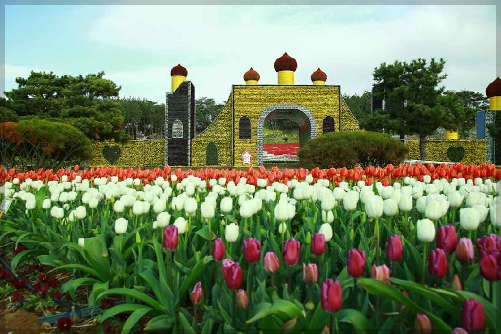 2024 태안 튤립 축제 일정 기간 입장료 할인 주차장