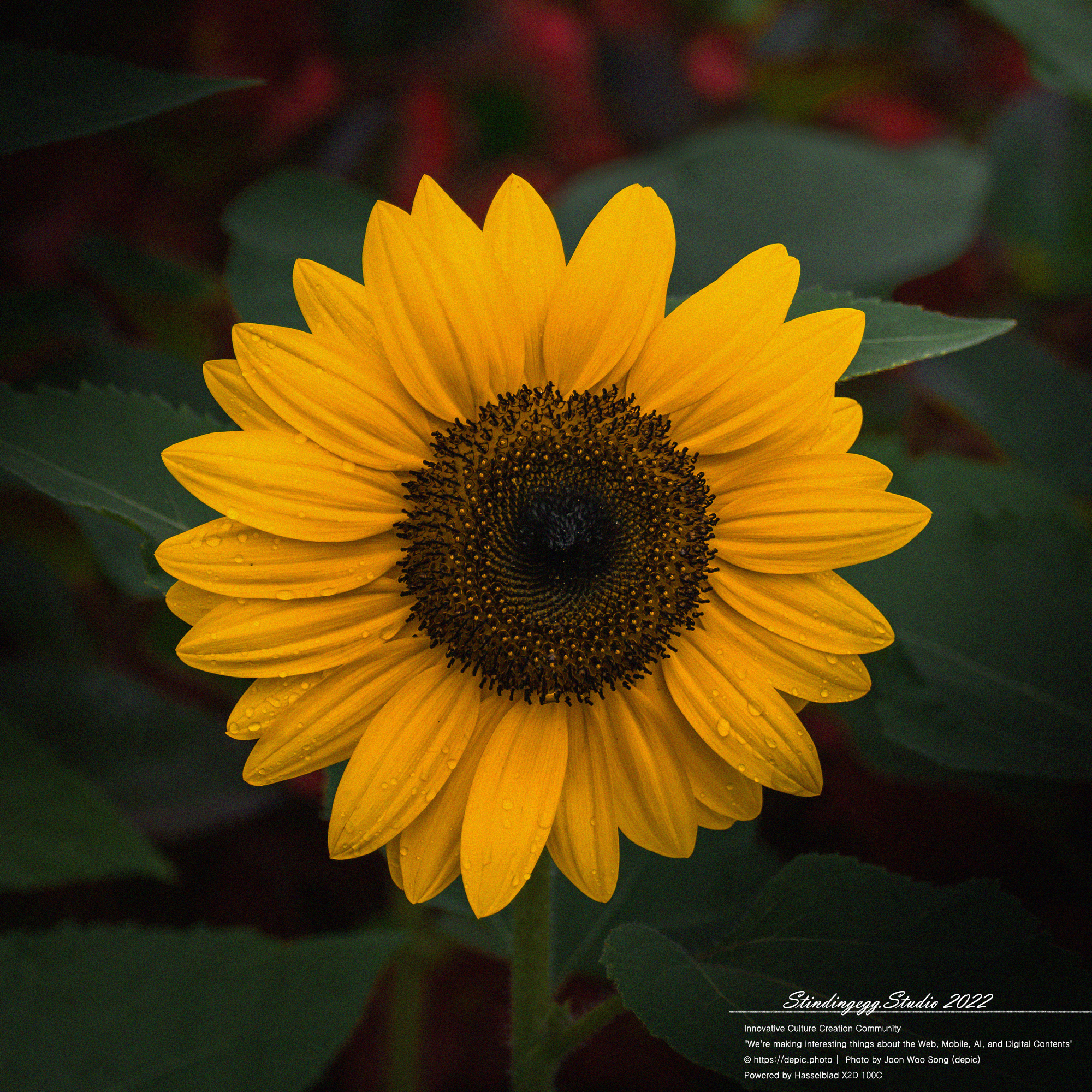 #꽃 #공원 #해바라기 #이슬 #함양 #상림공원