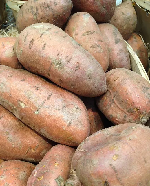 군고구마 보관 방법 오래 보관 맛있게_8