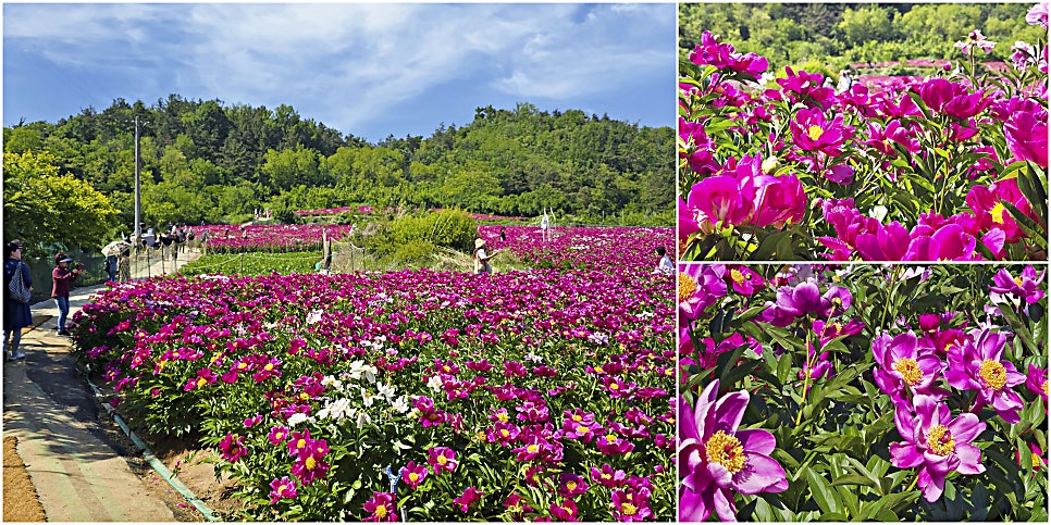 [5월 여행]영천작약꽃축제❘영천 삼창리&middot;정각리 작약꽃밭, 그리고 보현산약초식물원까지