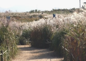 2024년 서울 억새 축제 일정