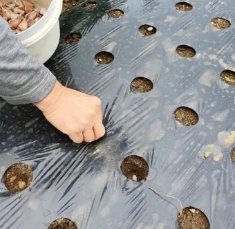 마늘 심는 시기 품종선택 비닐멀칭 웃거름 녹병 예방법_2