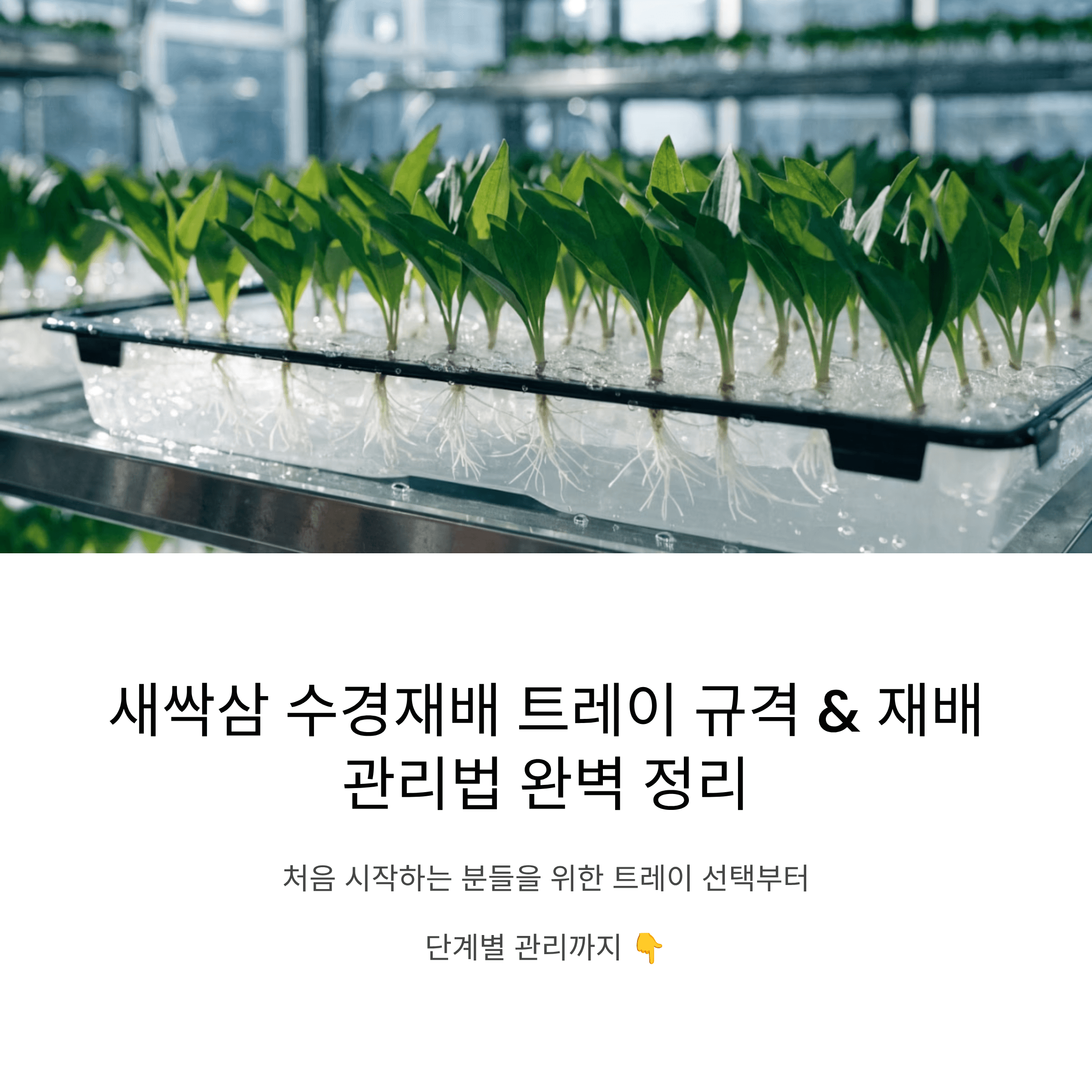 새싹삼 수경재배를 처음 시작하는 분들을 위한 트레이 규격 선택과 재배 기간별 관리 방법 총정리