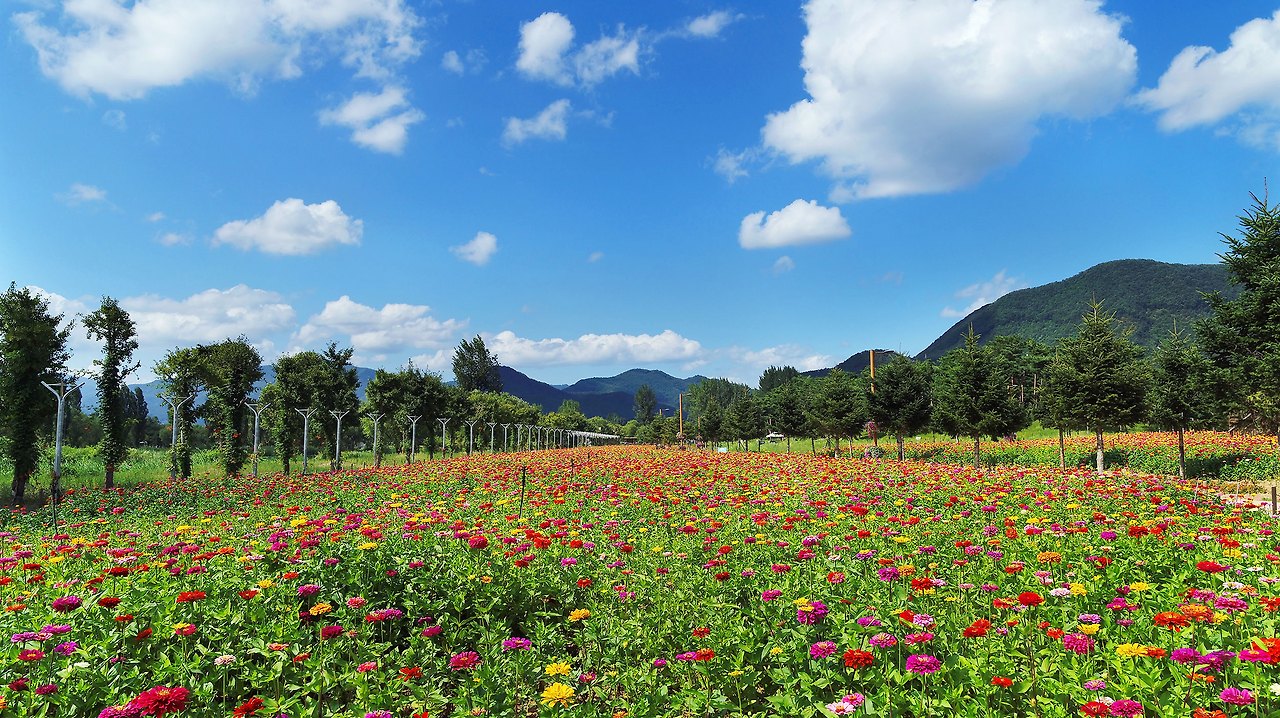 자라섬 꽃 페스타 Colorful Garden 총정리