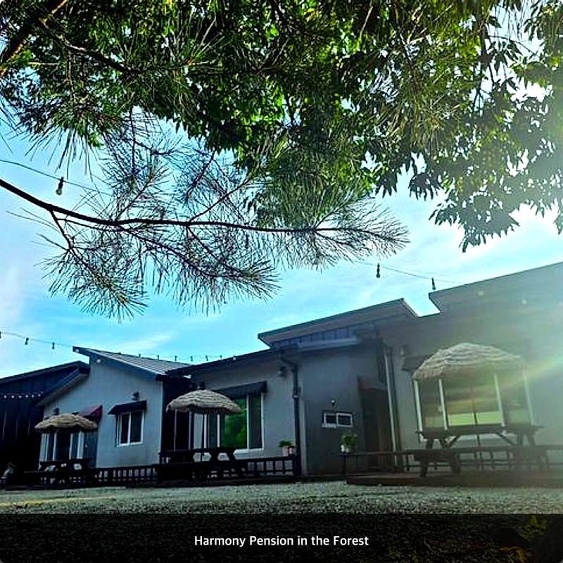 Harmony Pension in the Forest_6