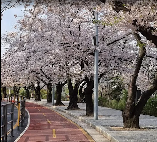 여의도 윤중로 이미지