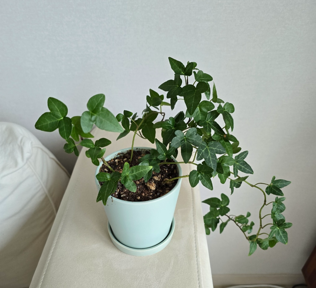 분갈이 후 5개월정도 지난모습