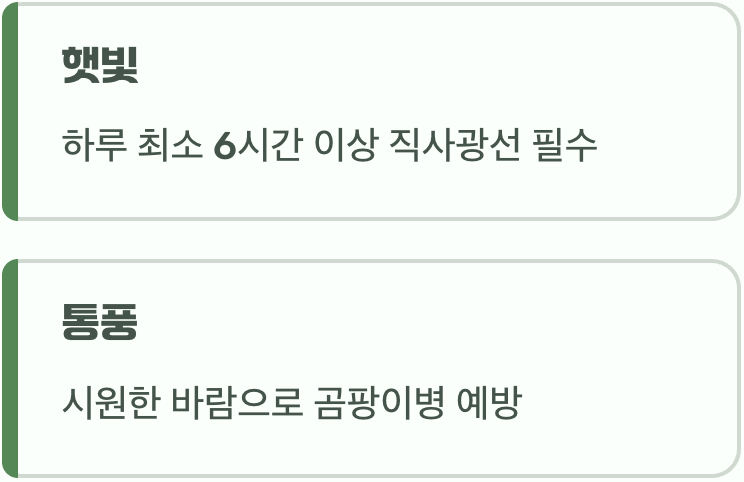 최고의 선물, 햇빛과 바람