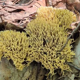 싸리버섯 효능 종류 채취시기 제철 손질법 요리법싸리 보관방법 정리_19