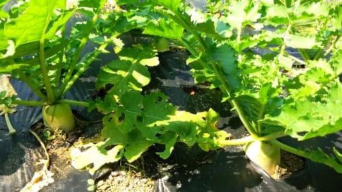 가을-김장무-재배-파종 -47알-경과후-생장모습