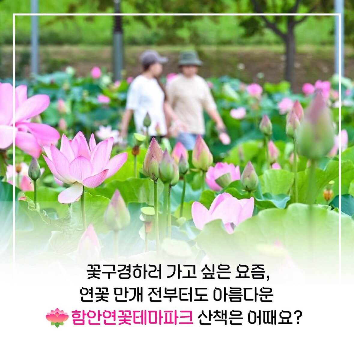 함안연꽃축제기간