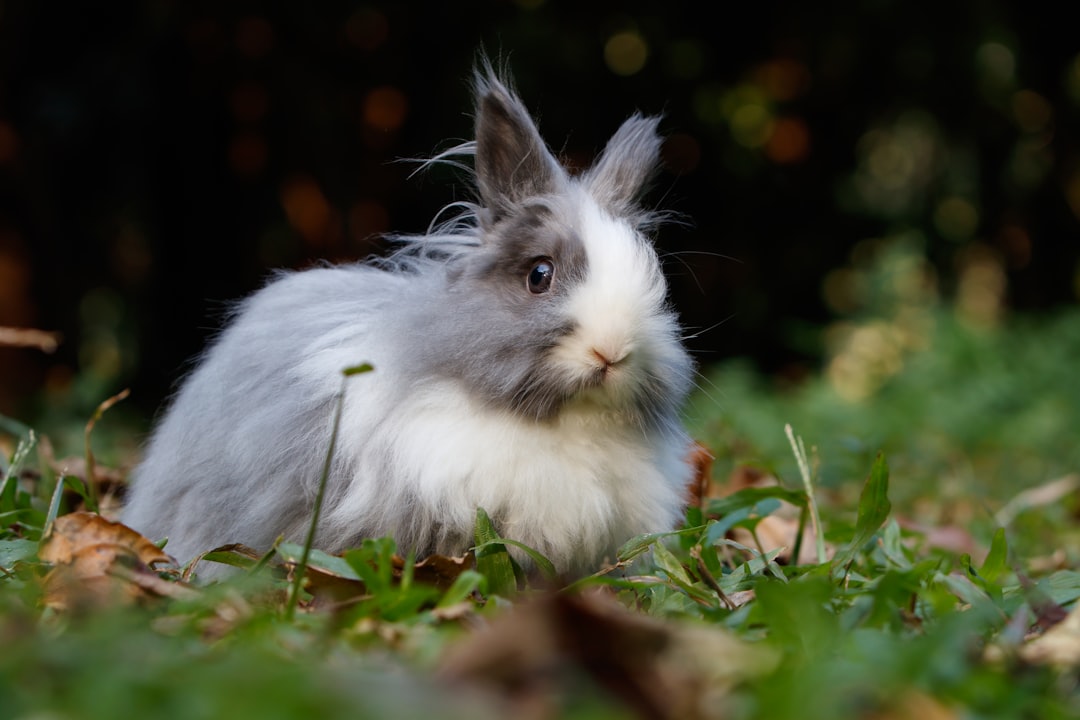 Rabbit