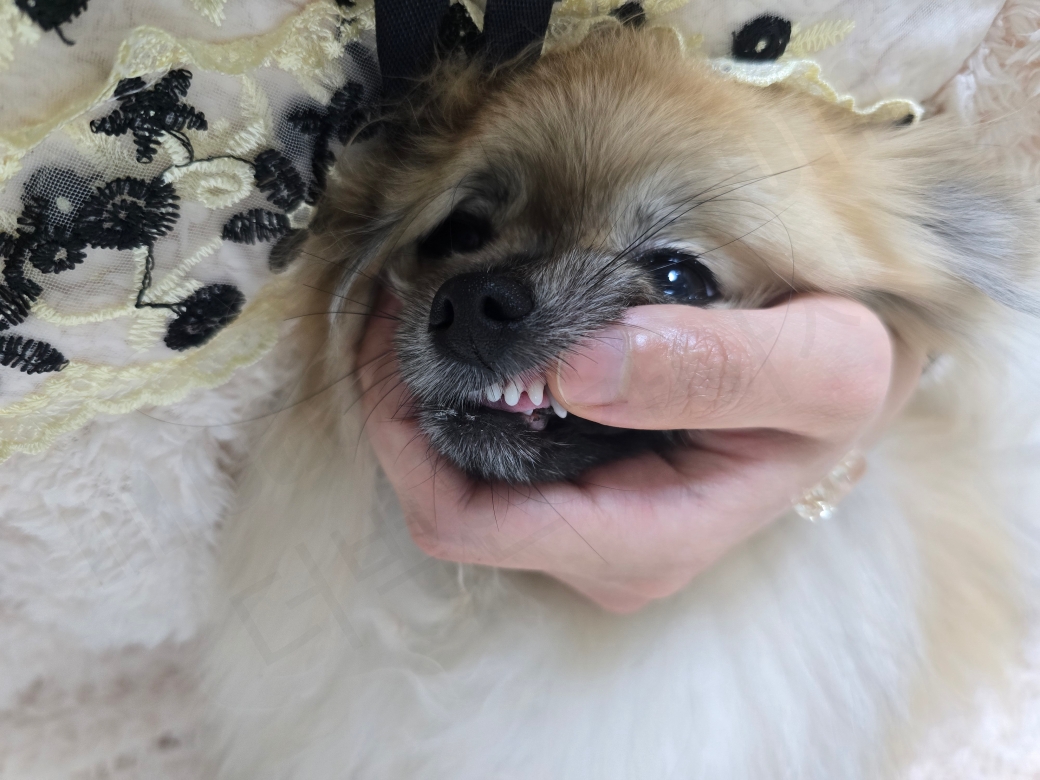 양치질을 위해 강아지의 입술을 들어올린 모습