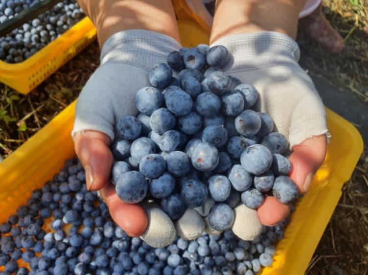 6시내고향 하동 블루베리 썸네일