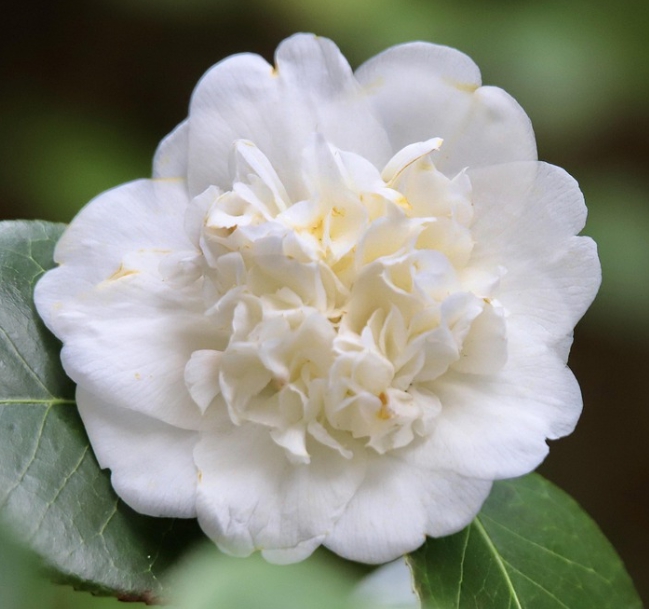 겨울 꽃 동백나무