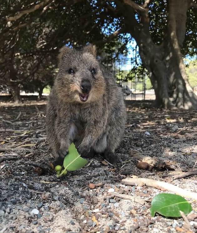 쿼카가 나뭇잎 먹는 모습