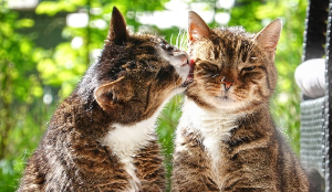 한 마리가 다른 한 마리의 뺨을 핥고 있는 고양이의 이미지