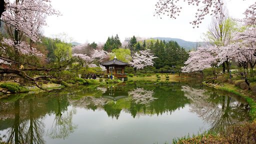 경주벚꽃