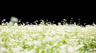 제주 보롬왓 메밀축제