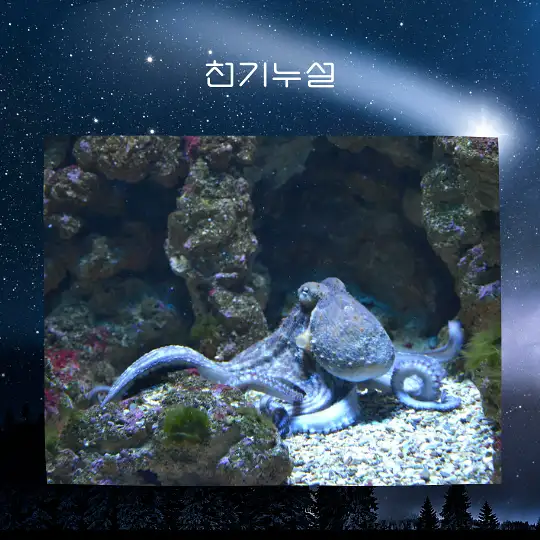문어 잡는 꿈